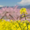 その他Vol.4 修繕費と資本的支出の違いとは?~リフォーム費用はすべて費用となるか~